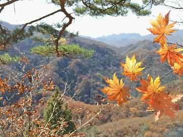 哪里有打胎药购买伯克希尔董事会投票：阿贝尔明年1月1日接任CEO 巴菲特继续担任董事长